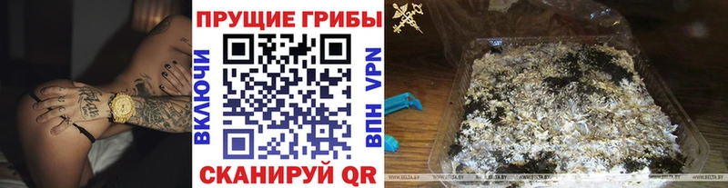 Галлюциногенные грибы Psilocybine cubensis  Купить где  Верхотурье 